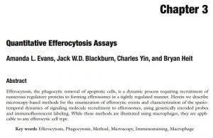 quantitative efferocytosis assays